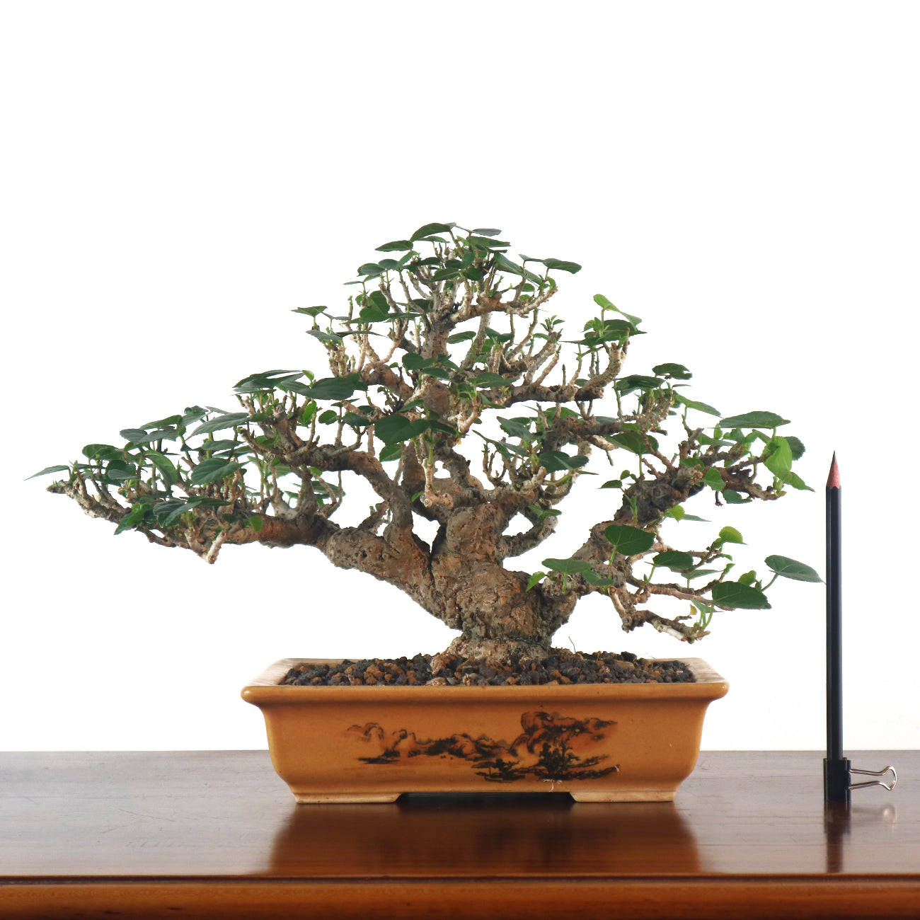 Sea Hibiscus Bonsai - Taiwan 台湾黄谨