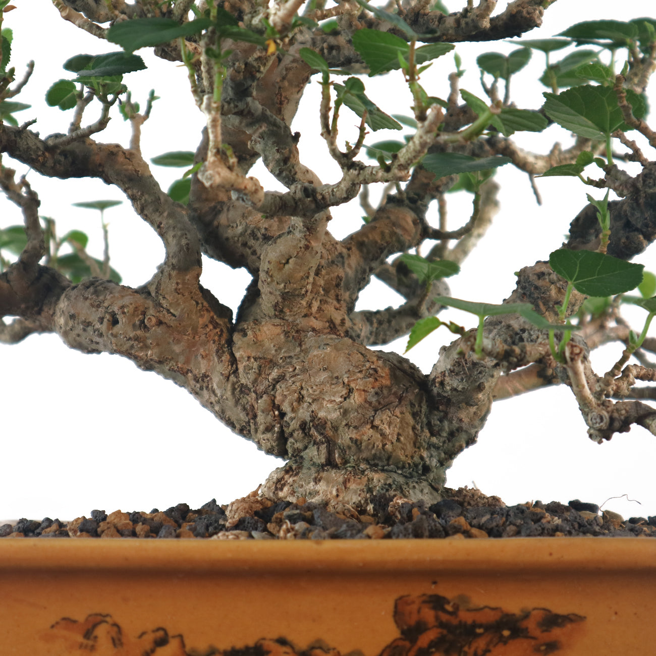 Sea Hibiscus Bonsai - Taiwan 台湾黄谨
