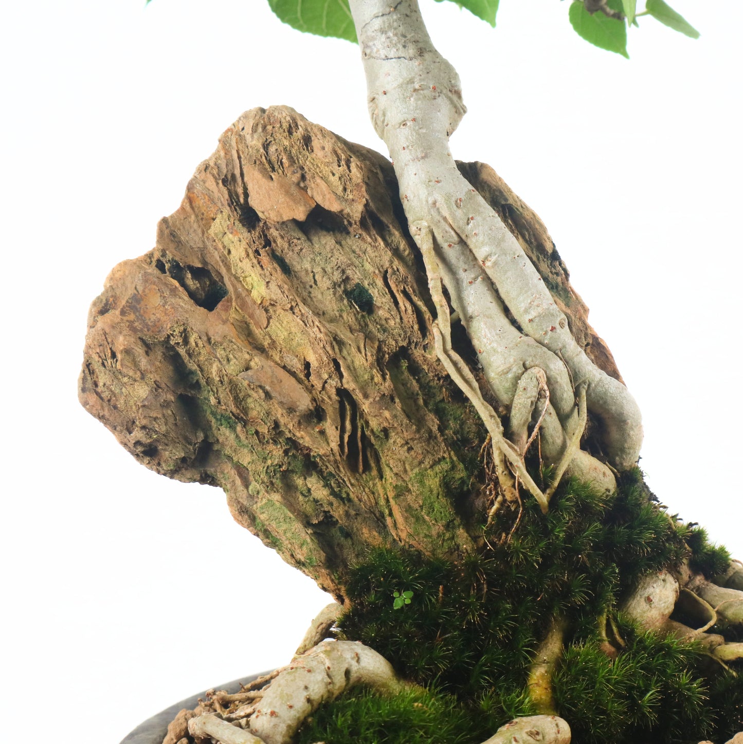 Sea Hibiscus Bonsai 台湾黄谨