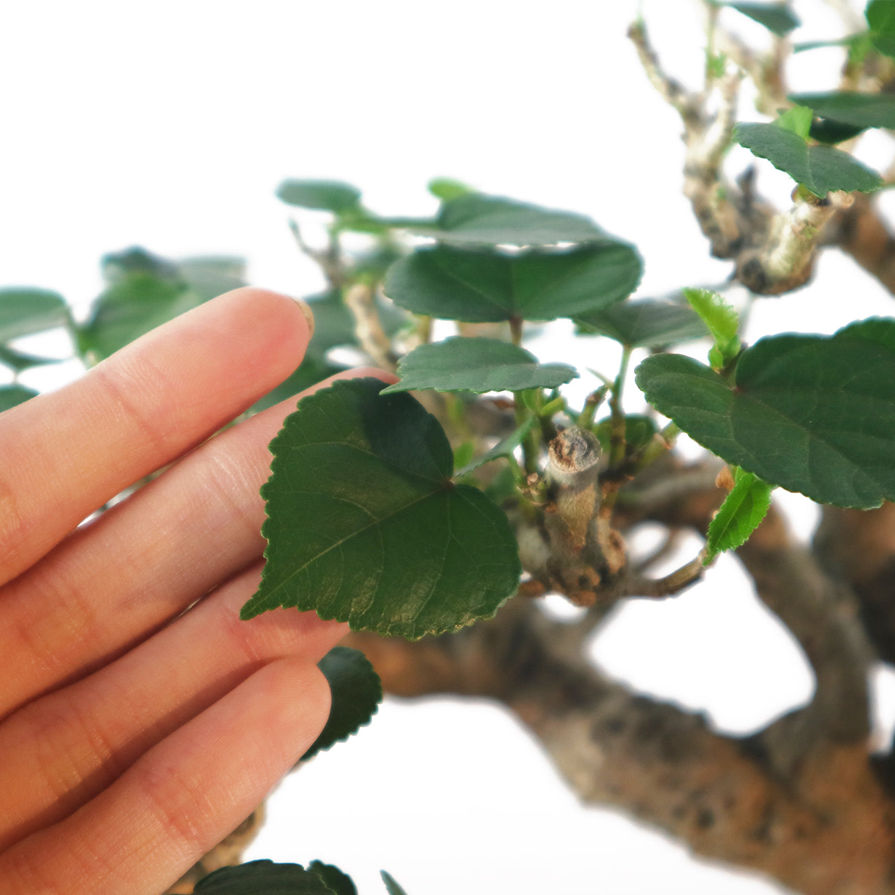 Sea Hibiscus Bonsai - Taiwan 台湾黄谨