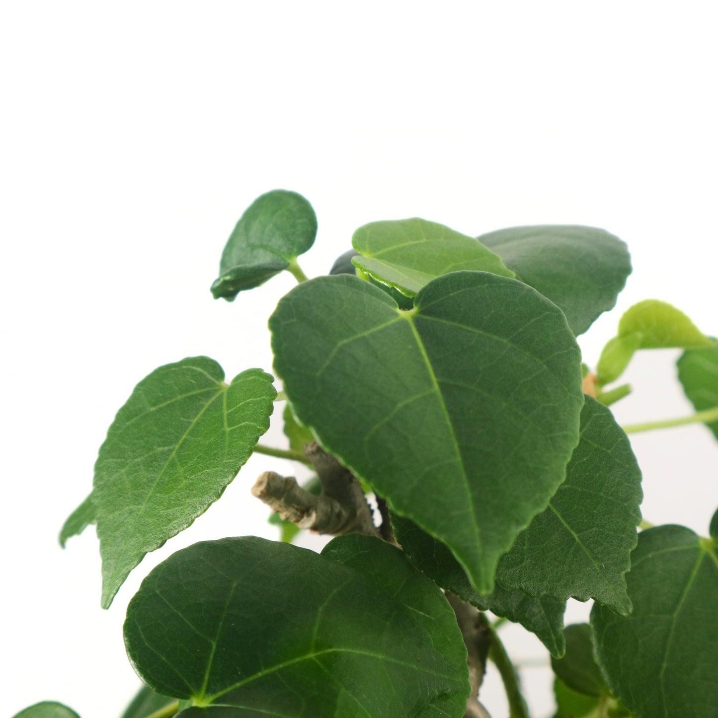 Sea Hibiscus Bonsai 台湾黄谨