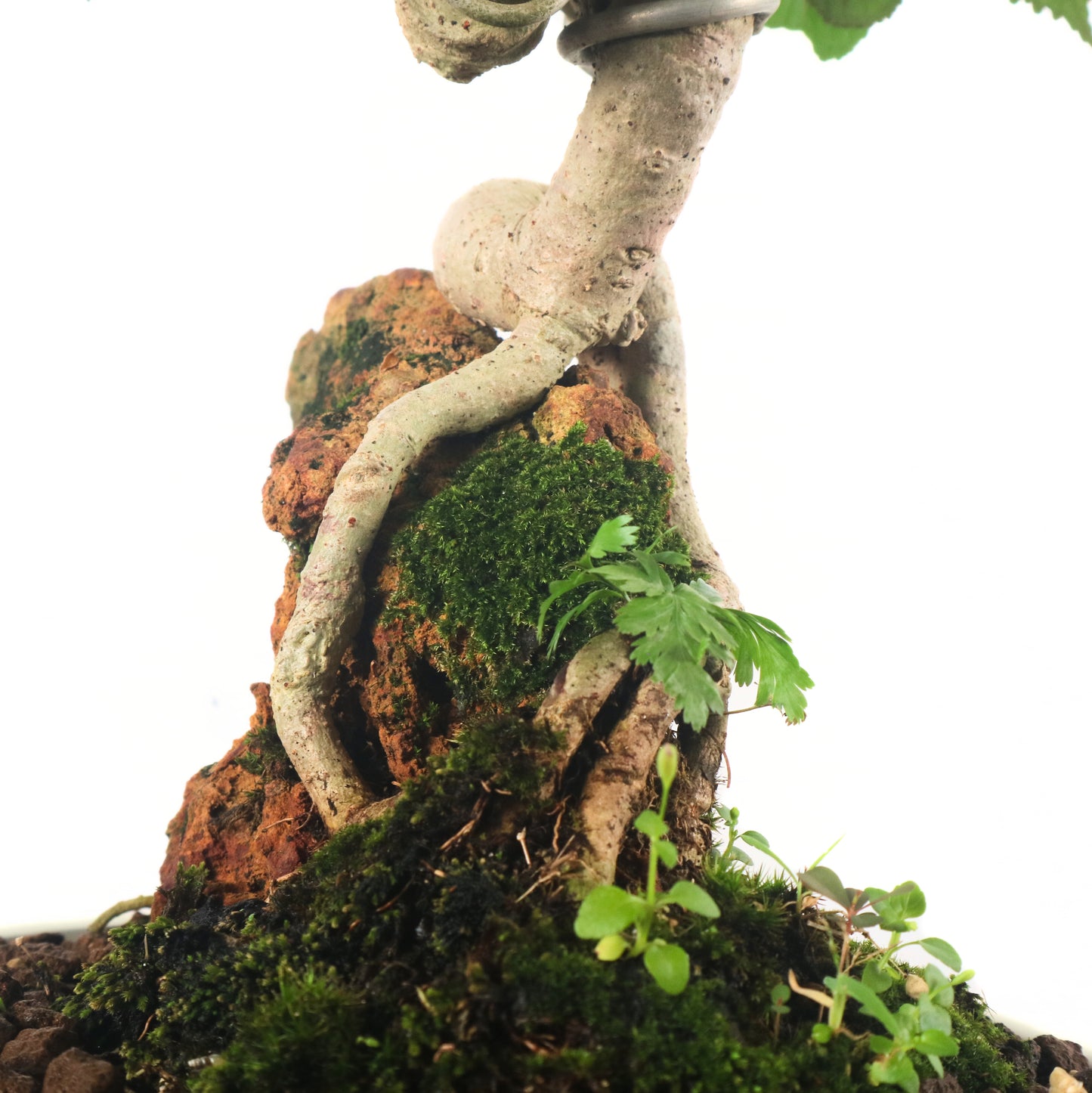 Sea Hibiscus Bonsai 台湾黄谨