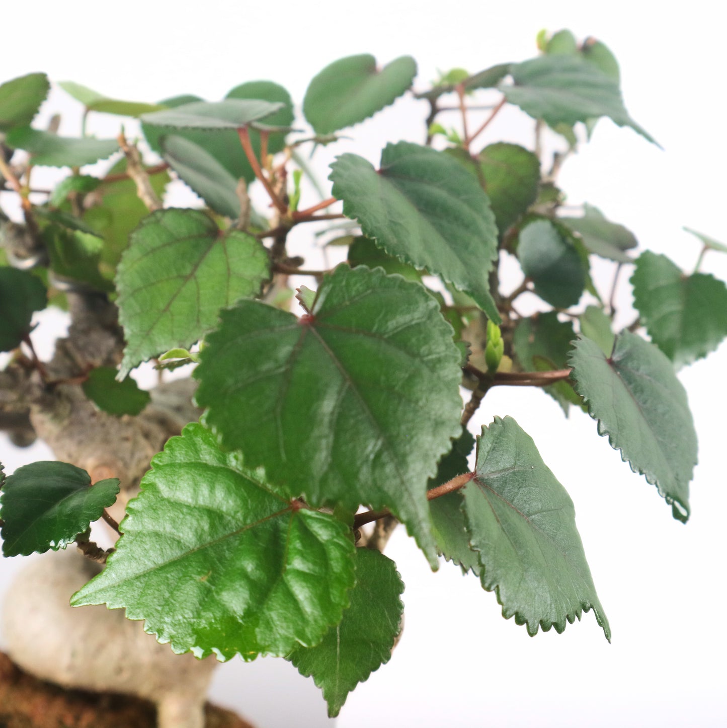 Sea Hibiscus Bonsai 台湾黄谨