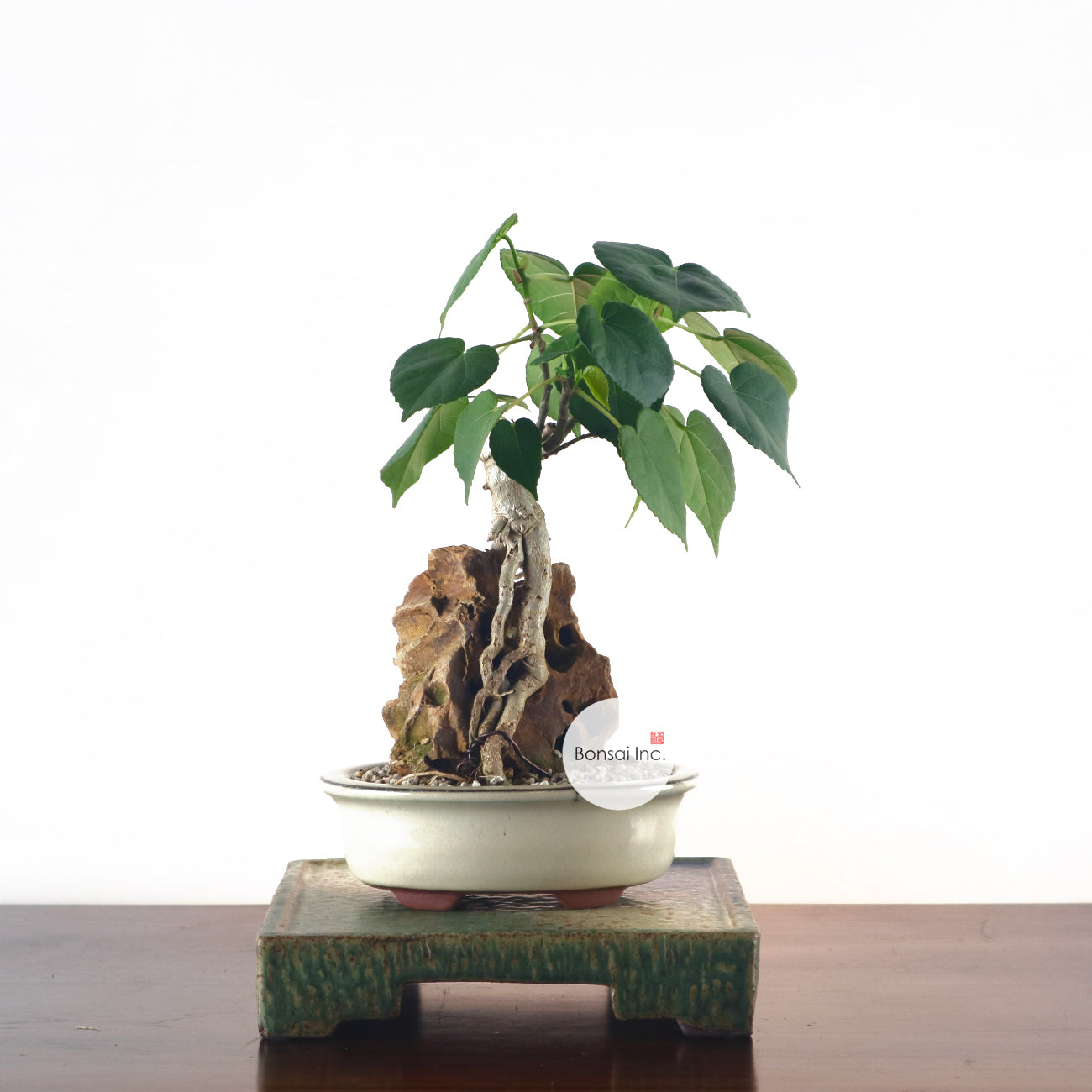 Sea Hibiscus Bonsai - Taiwan 台湾黄谨