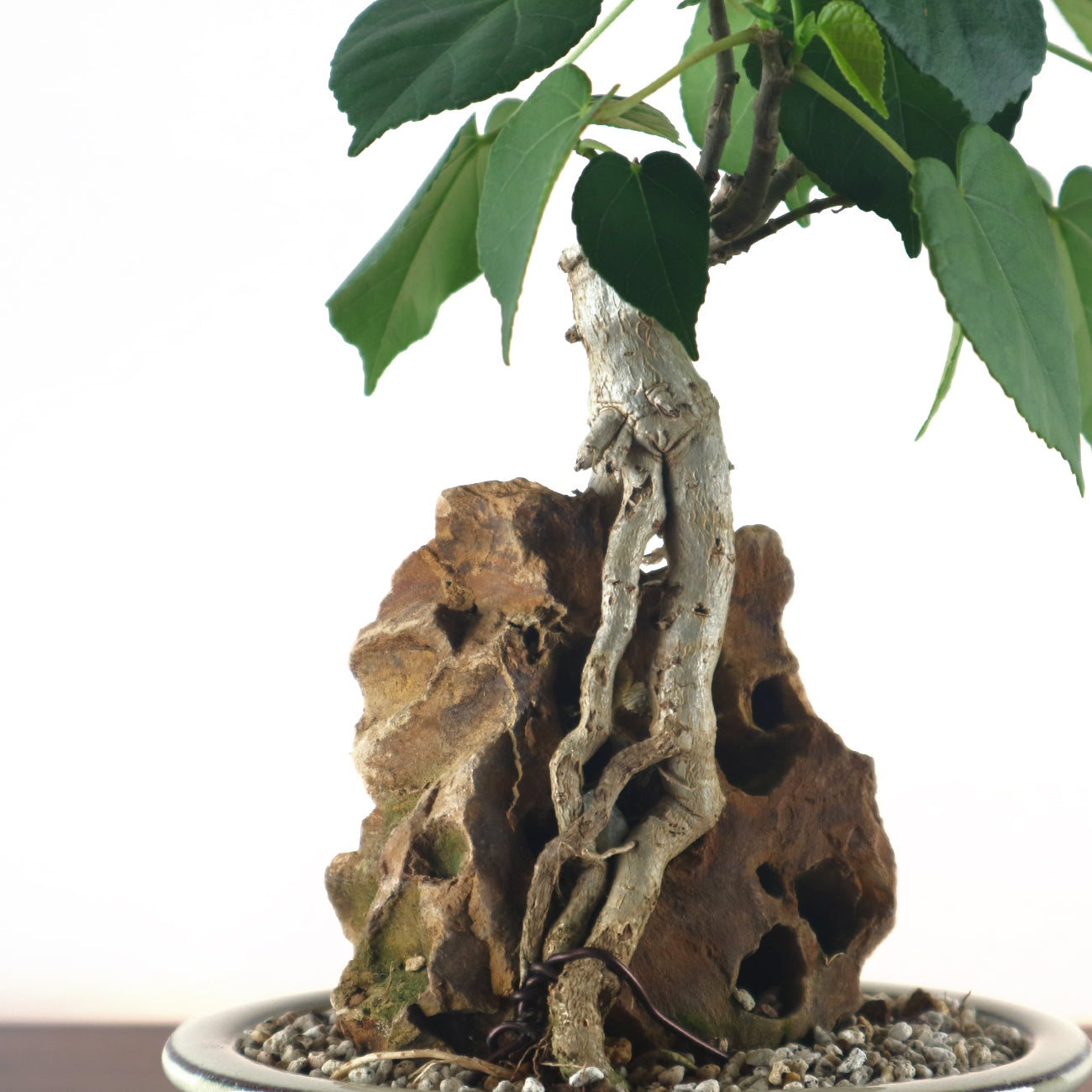 Sea Hibiscus Bonsai - Taiwan 台湾黄谨