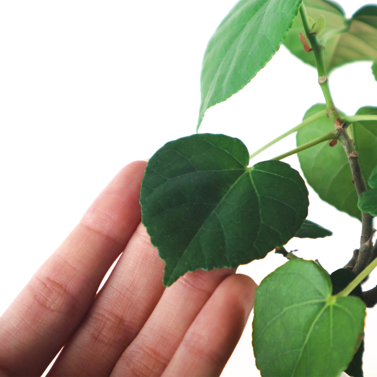 Sea Hibiscus Bonsai - Taiwan 台湾黄谨