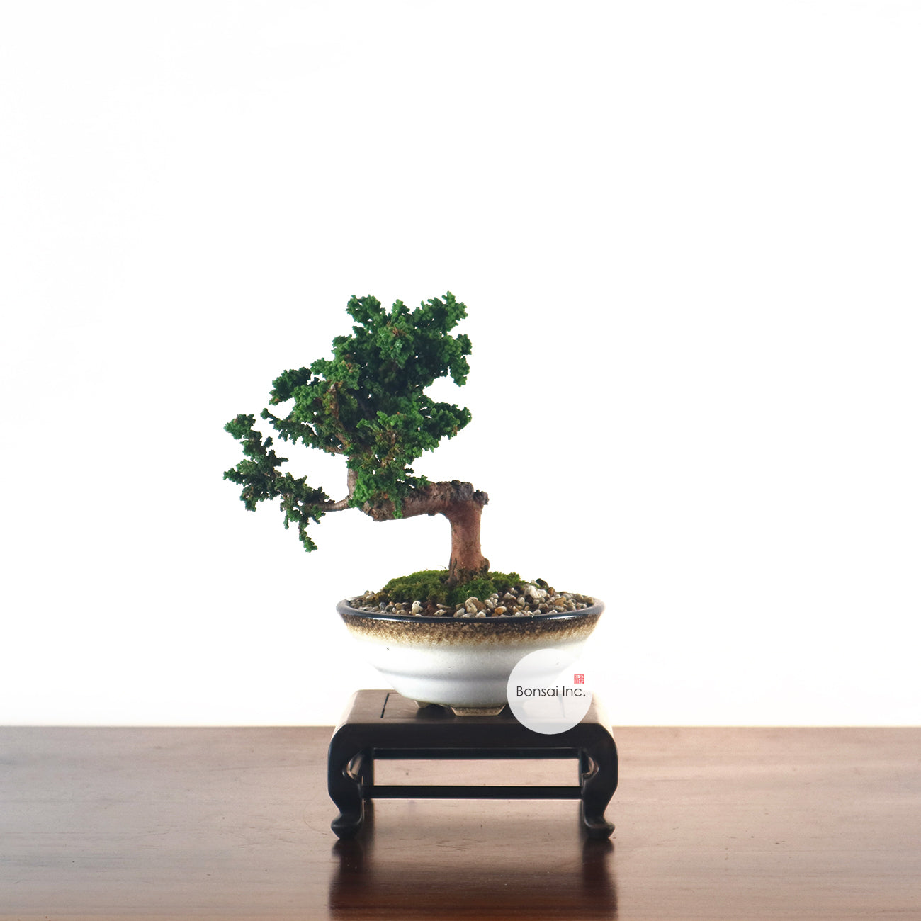 Japanese Sekka Hinoki Bonsai 日本石化桧