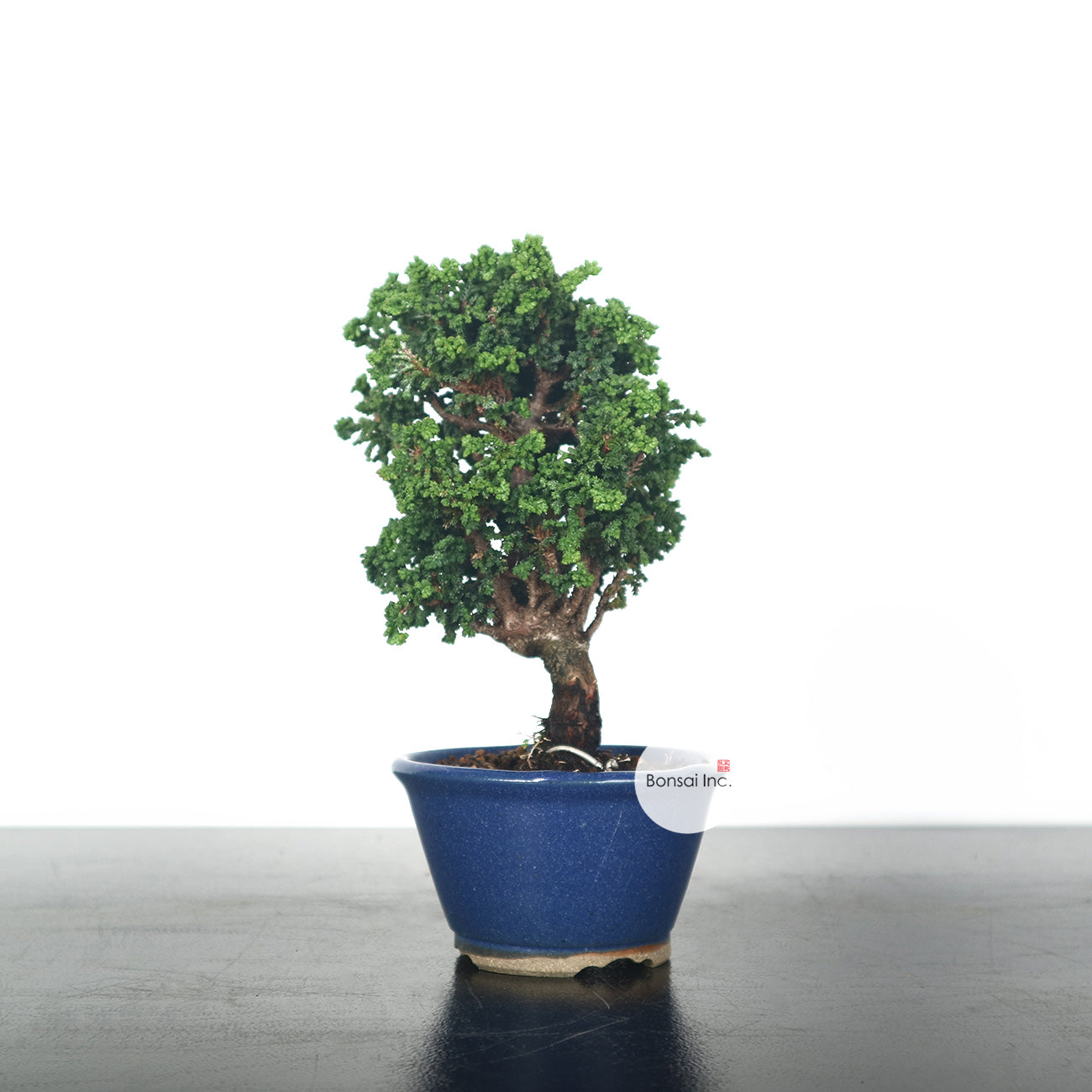 Japanese Sekka Hinoki Bonsai 日本石化桧