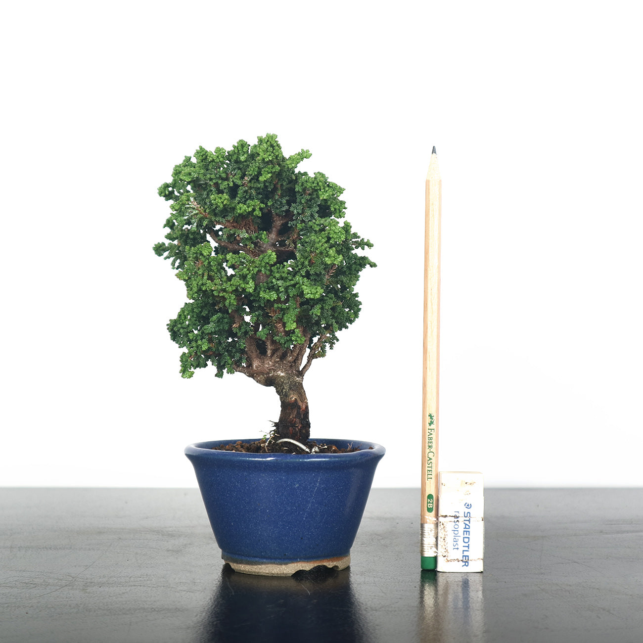 Japanese Sekka Hinoki Bonsai 日本石化桧