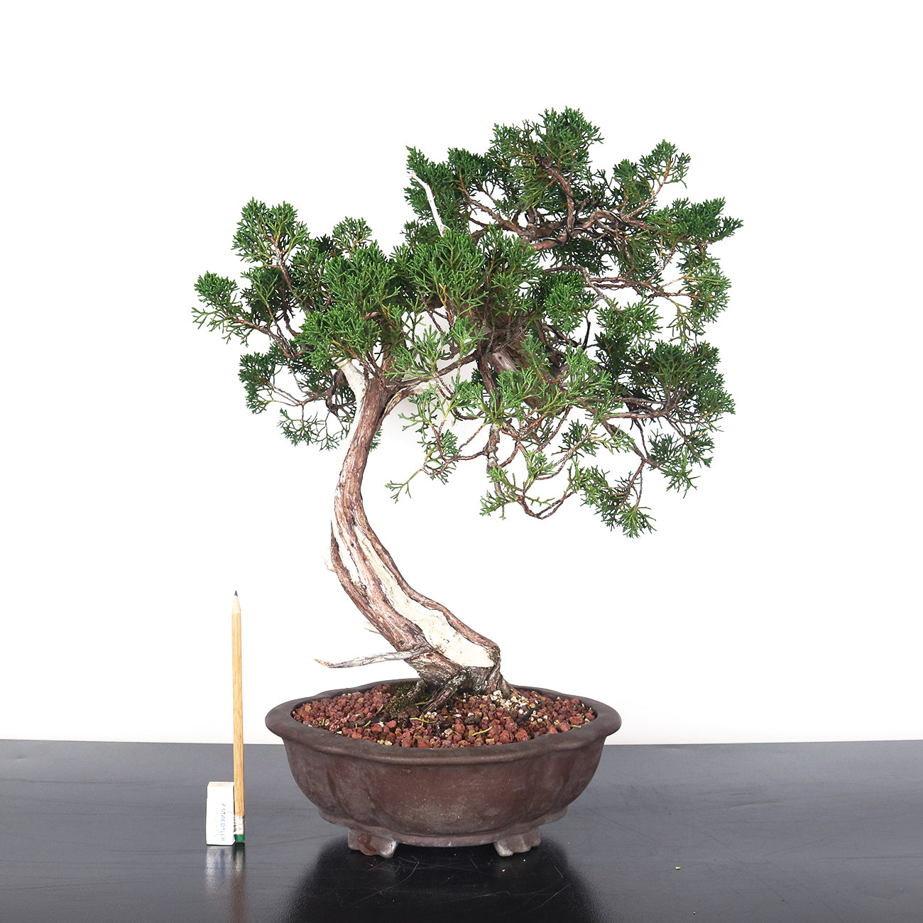 Japanese Juniper Shimpaku Bonsai with Jin 日本真柏