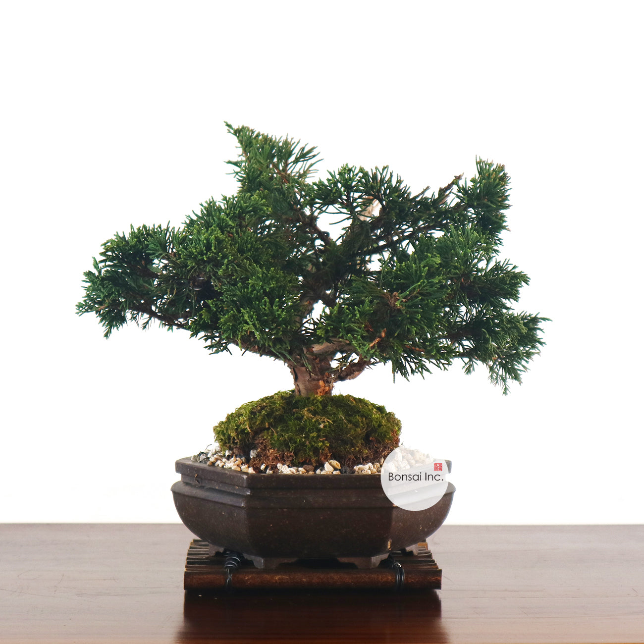 Japanese Juniper Shimpaku Bonsai 日本真柏