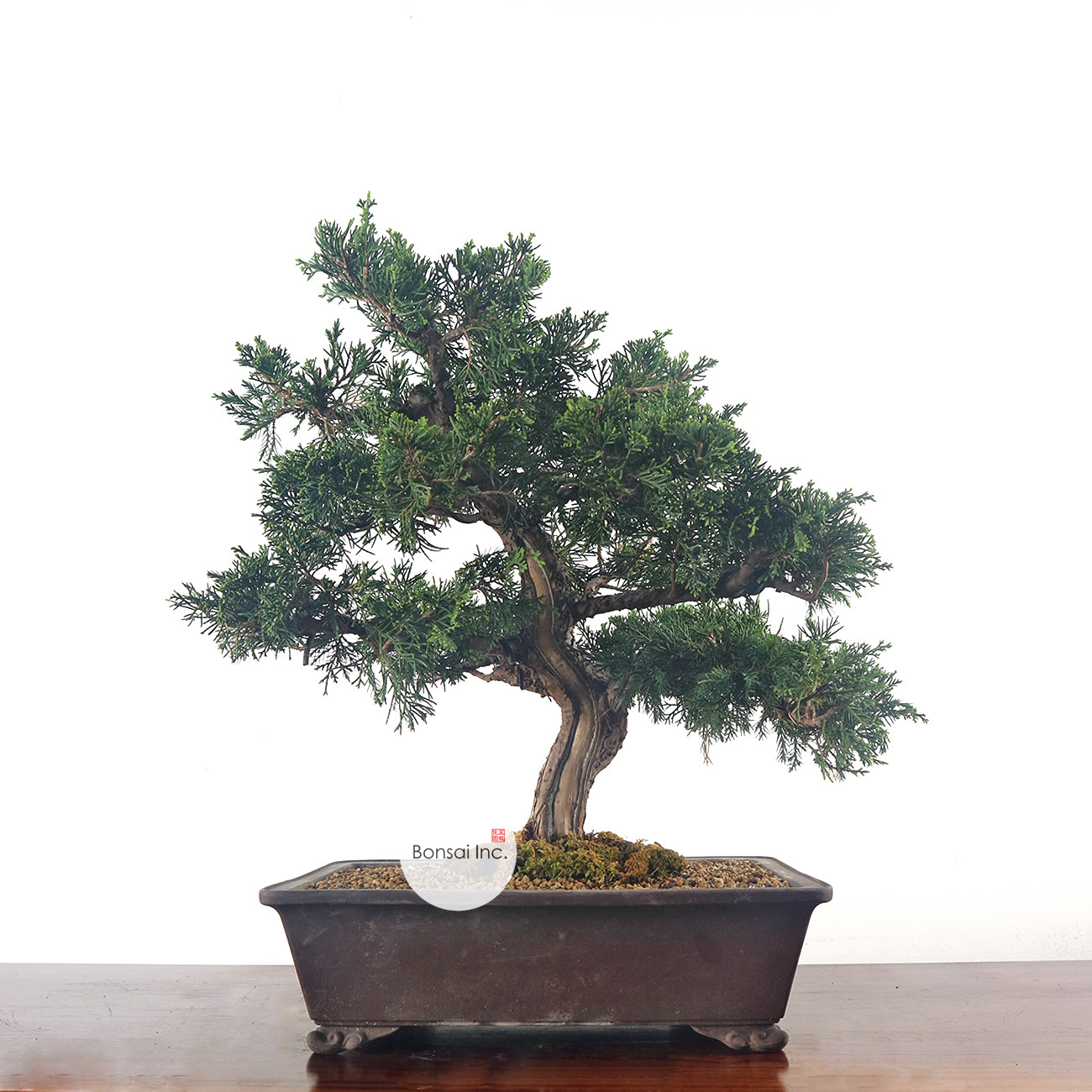 Japanese Juniper Shimpaku Bonsai 日本真柏