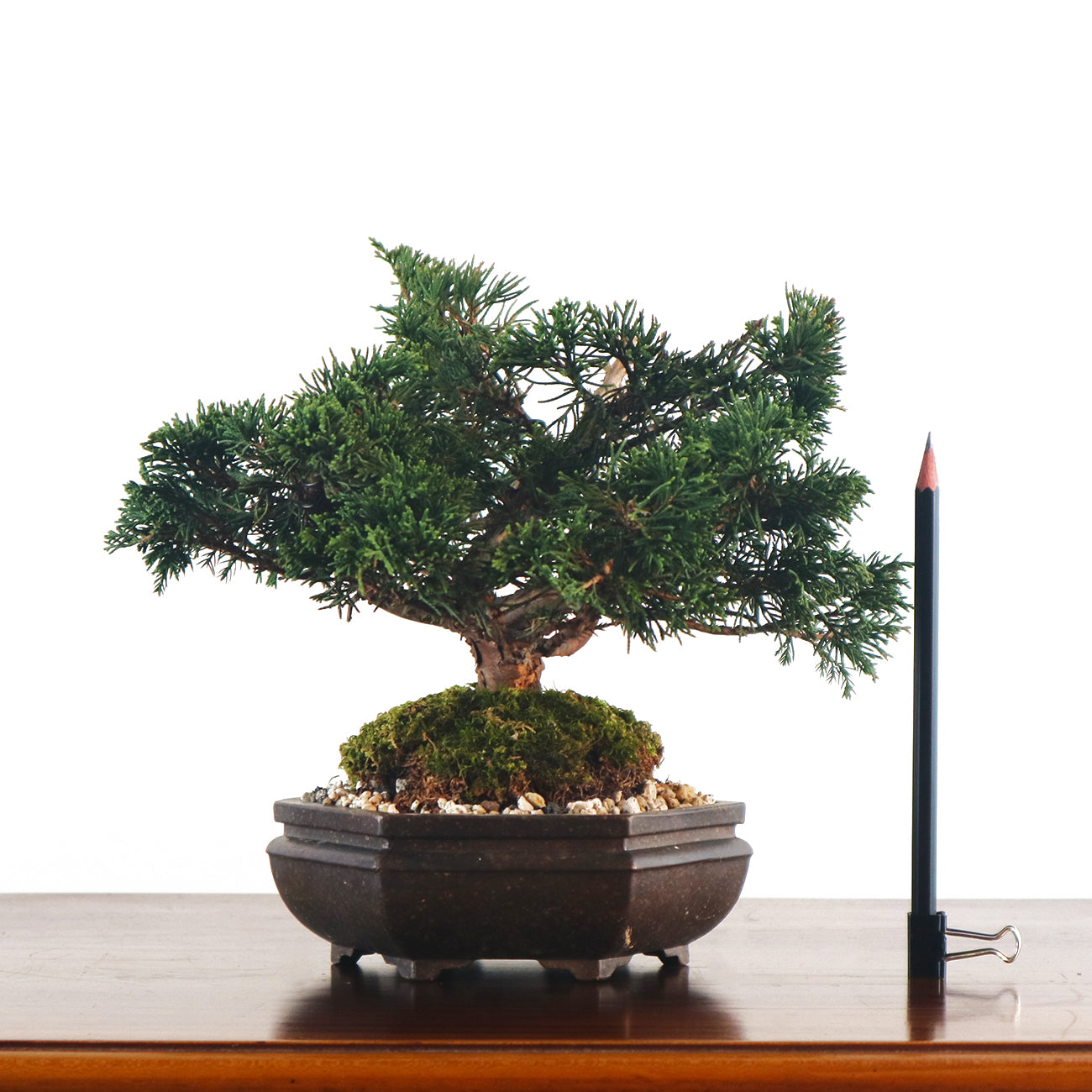 Japanese Juniper Shimpaku Bonsai 日本真柏