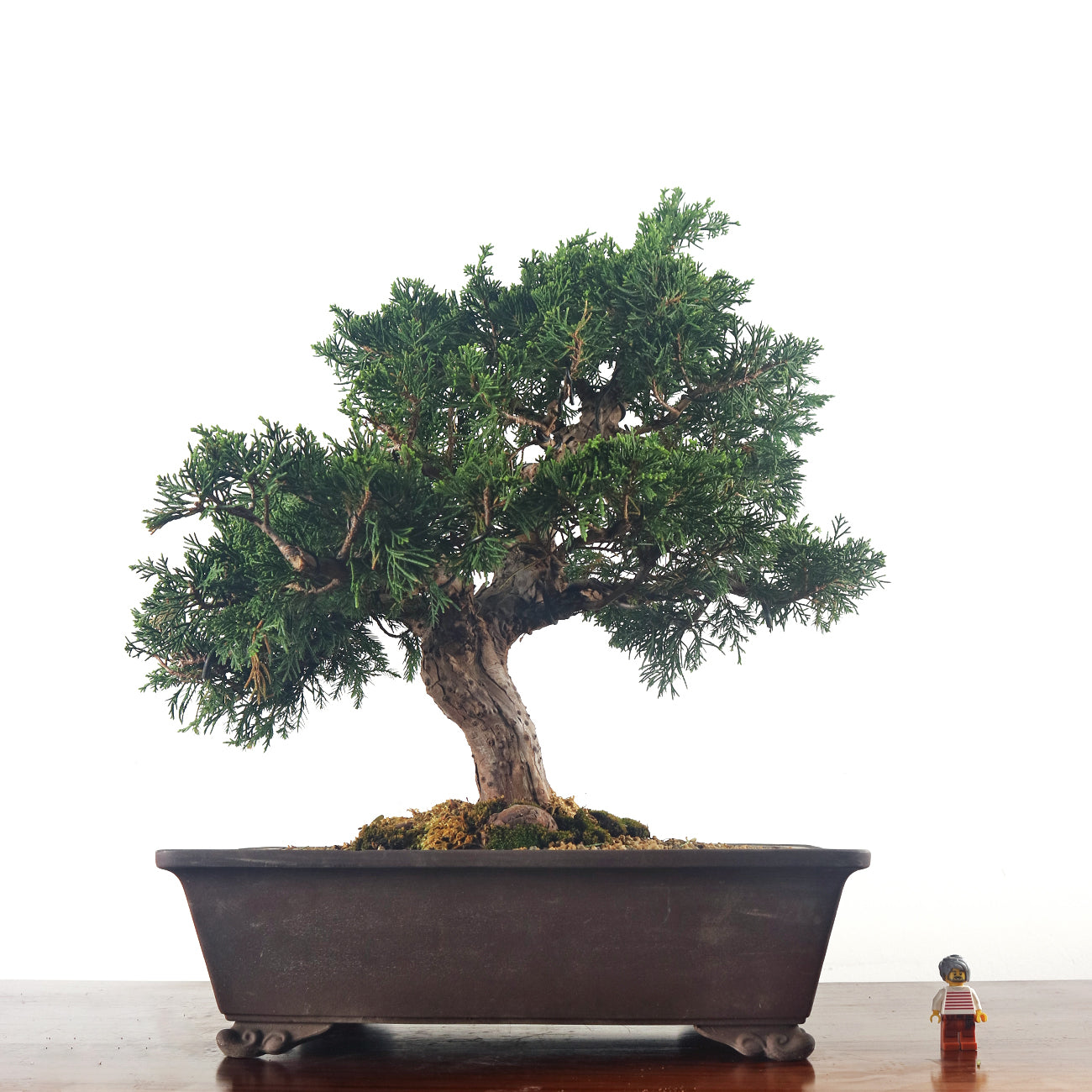 Japanese Juniper Shimpaku Bonsai 日本真柏