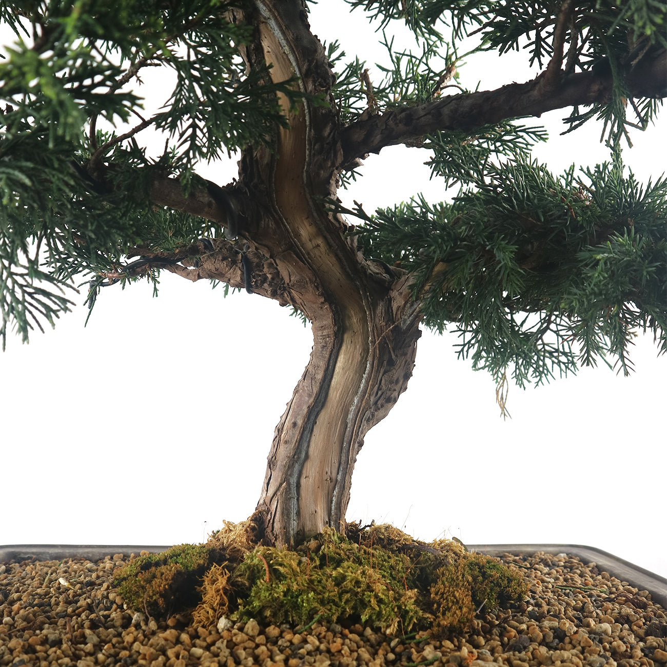 Japanese Juniper Shimpaku Bonsai 日本真柏