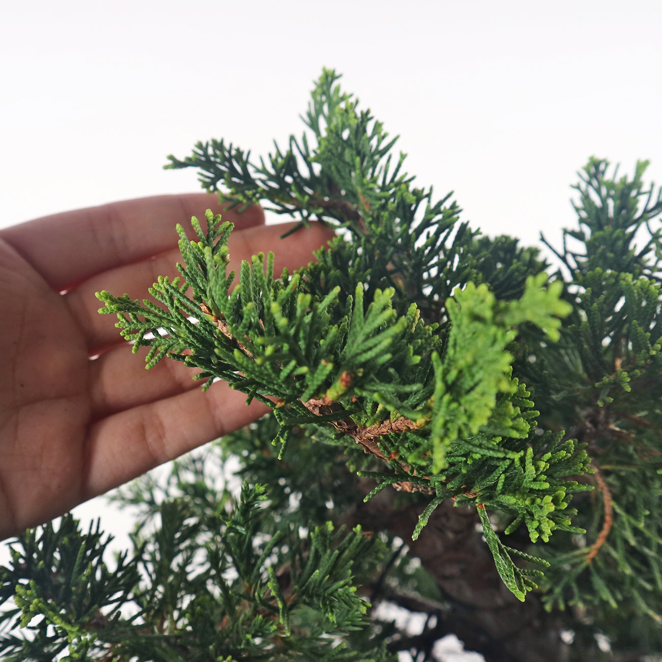 Japanese Juniper Shimpaku Bonsai 日本真柏