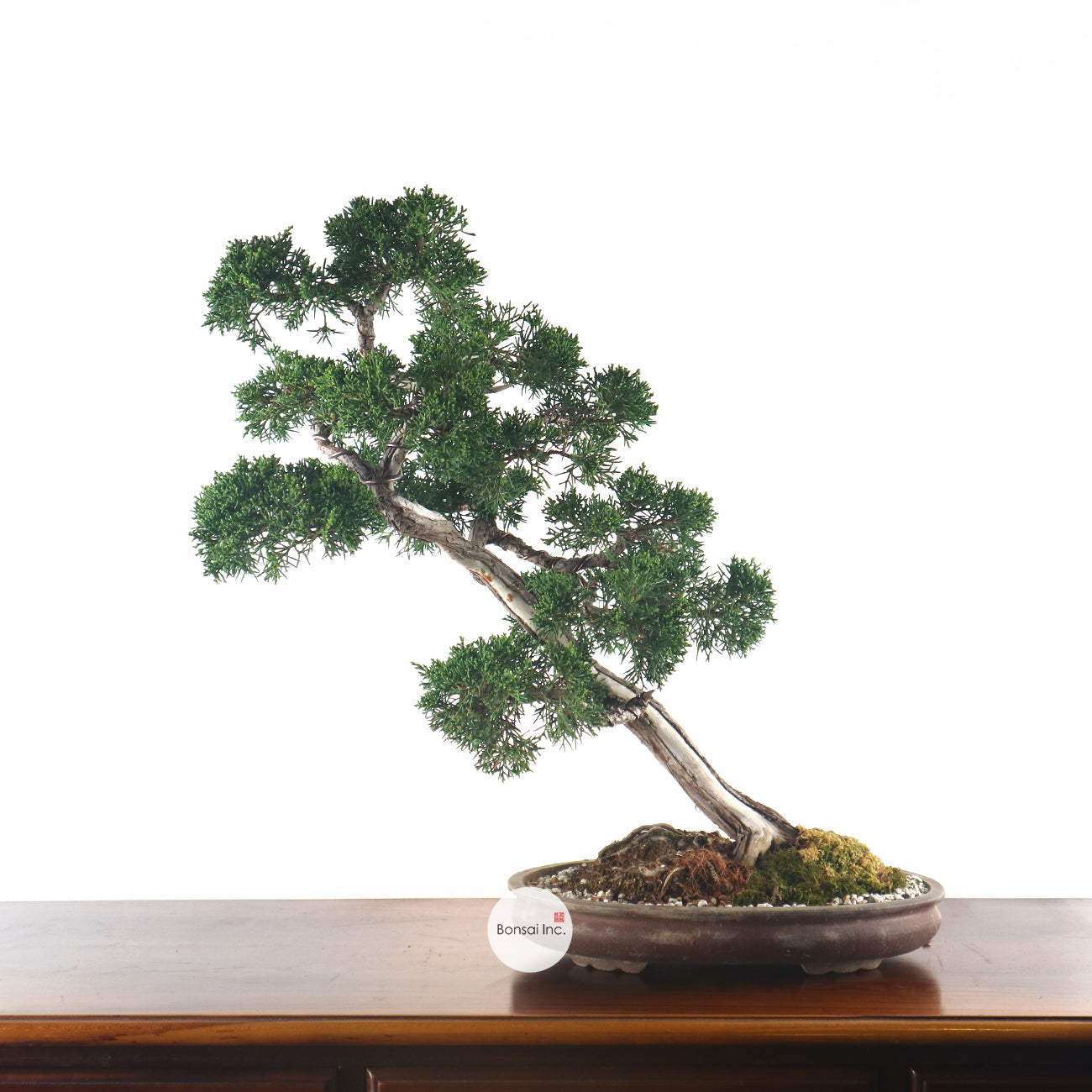 Japanese Juniper Shimpaku Bonsai 日本真柏