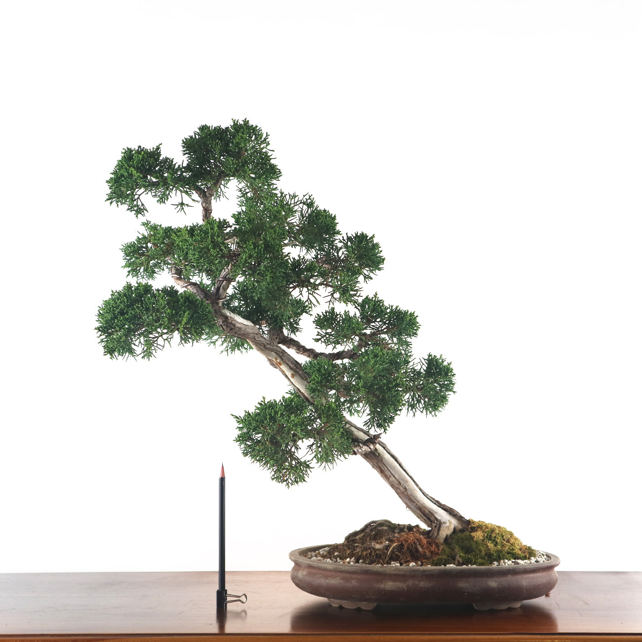 Japanese Juniper Shimpaku Bonsai 日本真柏