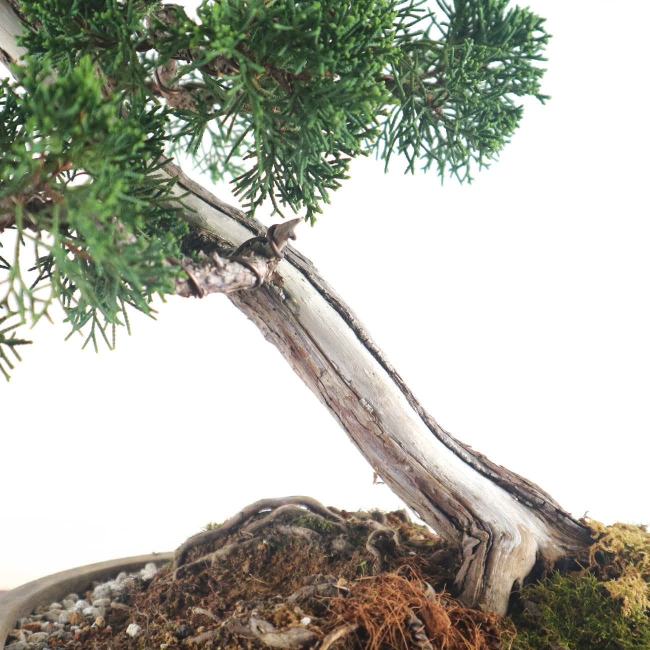 Japanese Juniper Shimpaku Bonsai 日本真柏