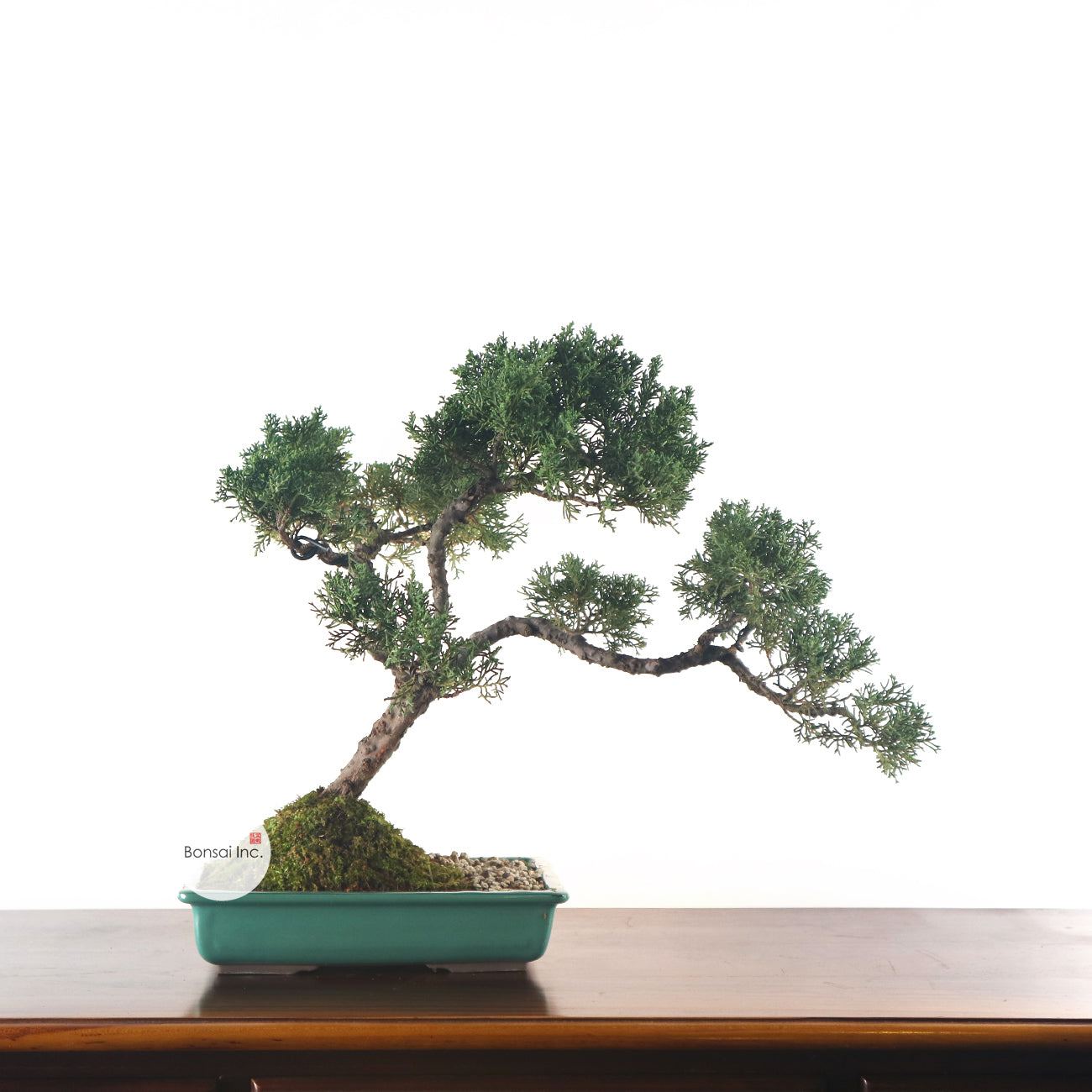 Japanese Juniper Shimpaku Bonsai 日本真柏