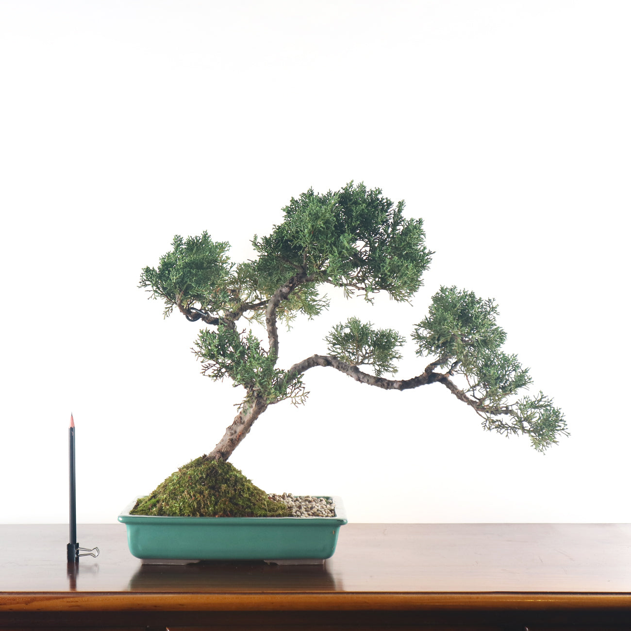 Japanese Juniper Shimpaku Bonsai 日本真柏