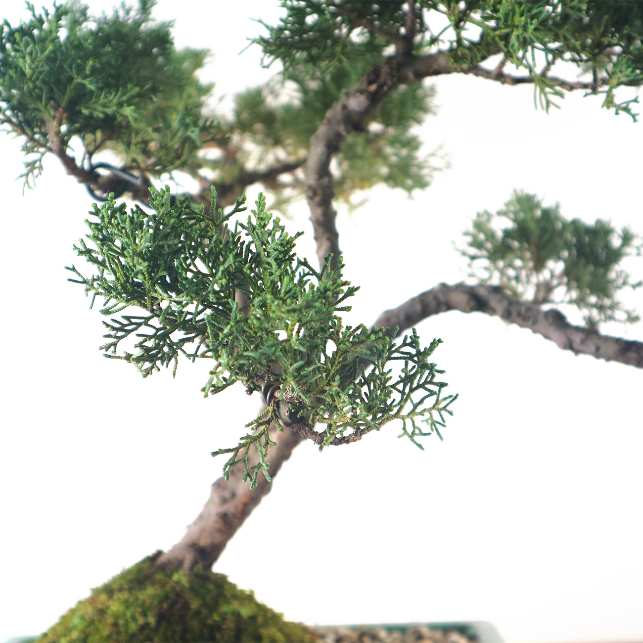 Japanese Juniper Shimpaku Bonsai 日本真柏