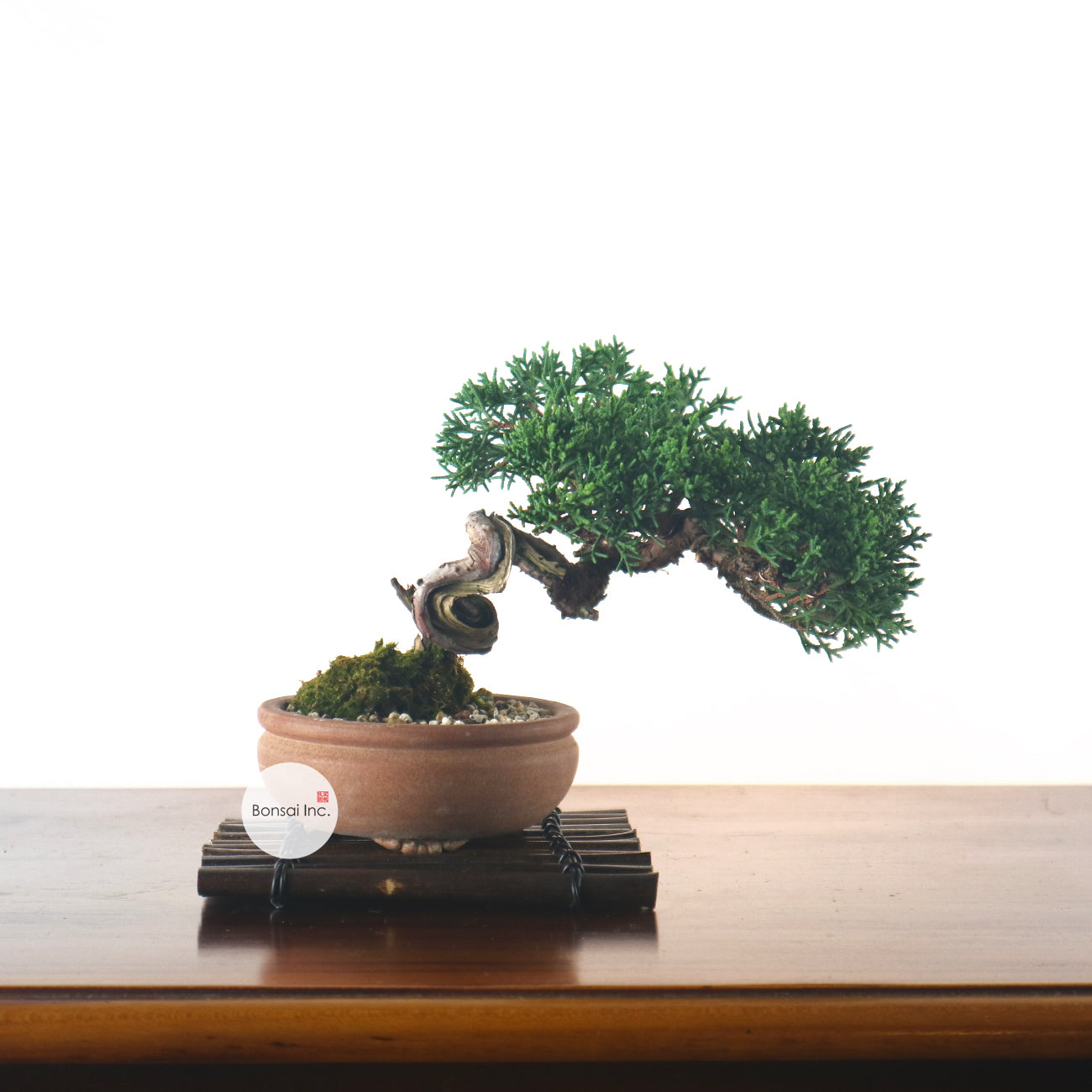 Japanese Juniper Shimpaku Bonsai 日本真柏