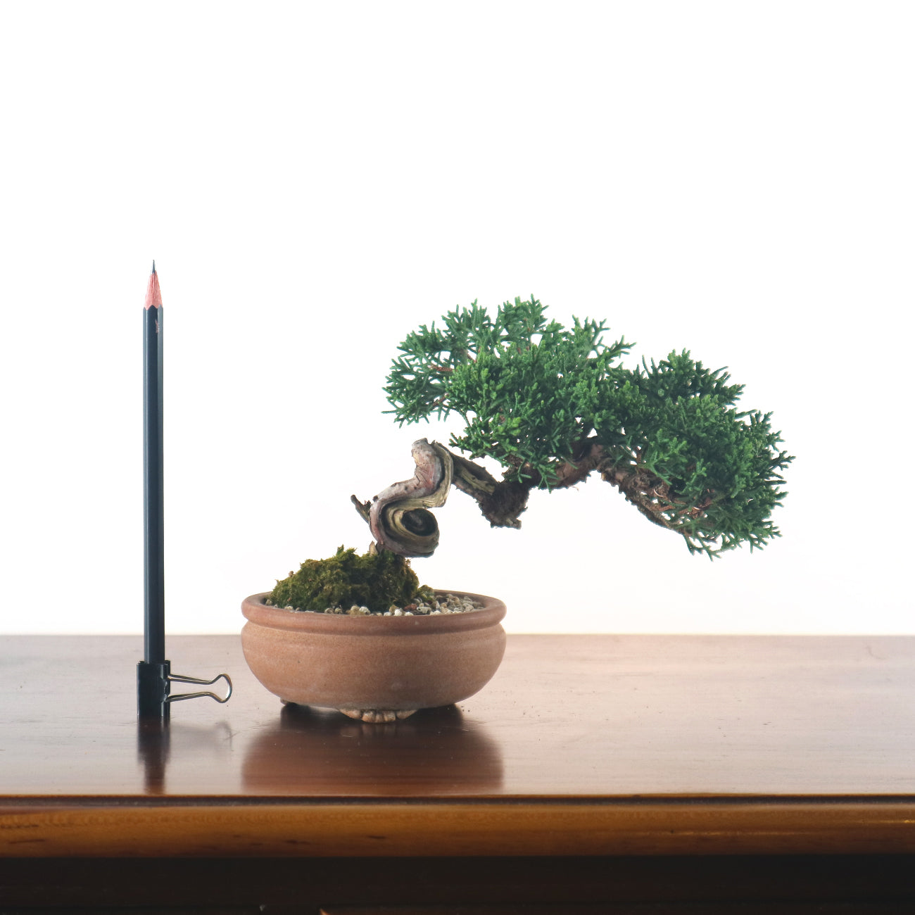 Japanese Juniper Shimpaku Bonsai 日本真柏