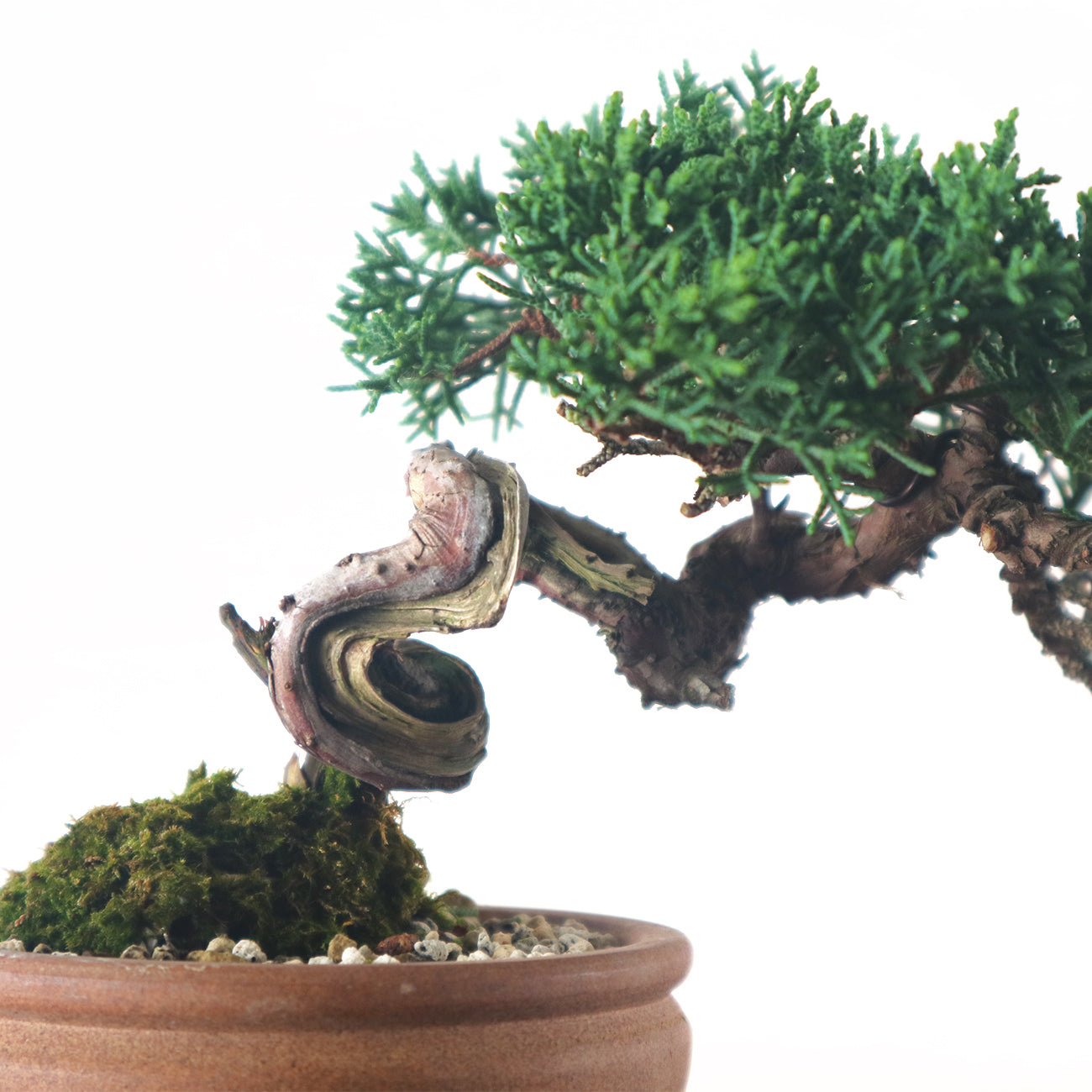 Japanese Juniper Shimpaku Bonsai 日本真柏