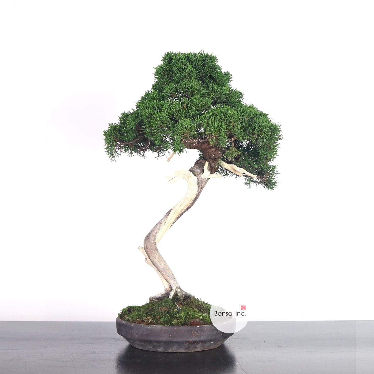 Japanese Juniper Shimpaku Bonsai 日本真柏
