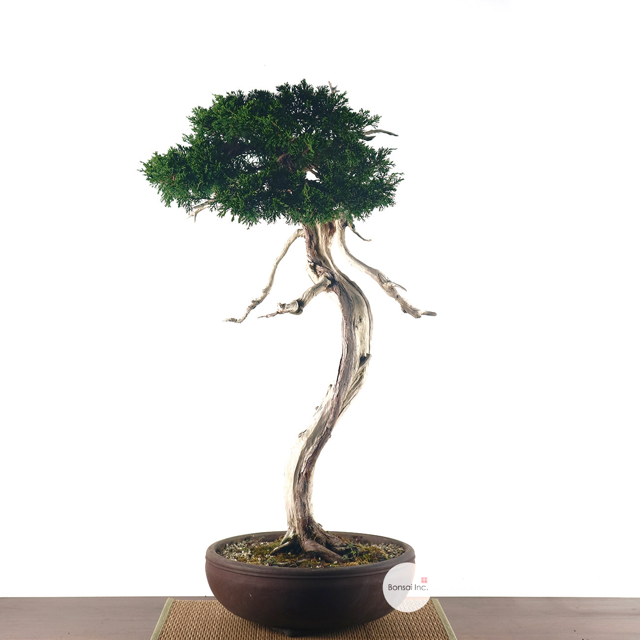 Japanese Juniper Shimpaku Bonsai 日本真柏