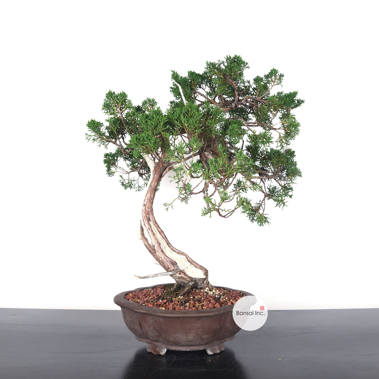 Japanese Juniper Shimpaku Bonsai with Jin 日本真柏