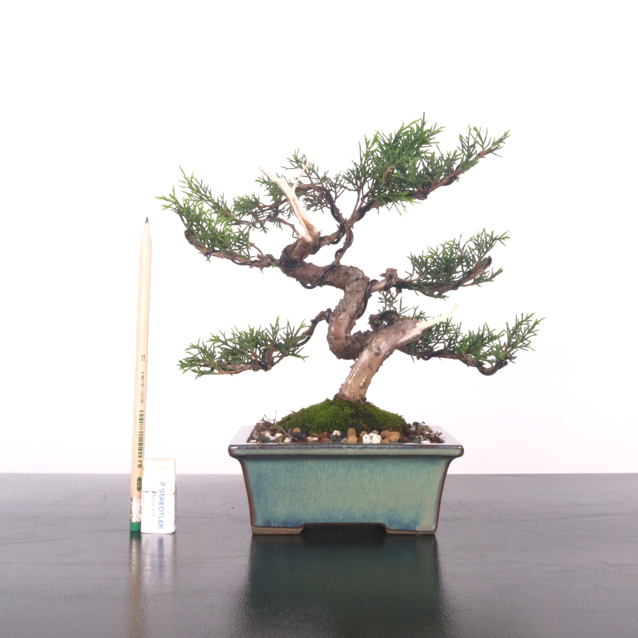 Japanese Juniper Shimpaku Bonsai with Jin