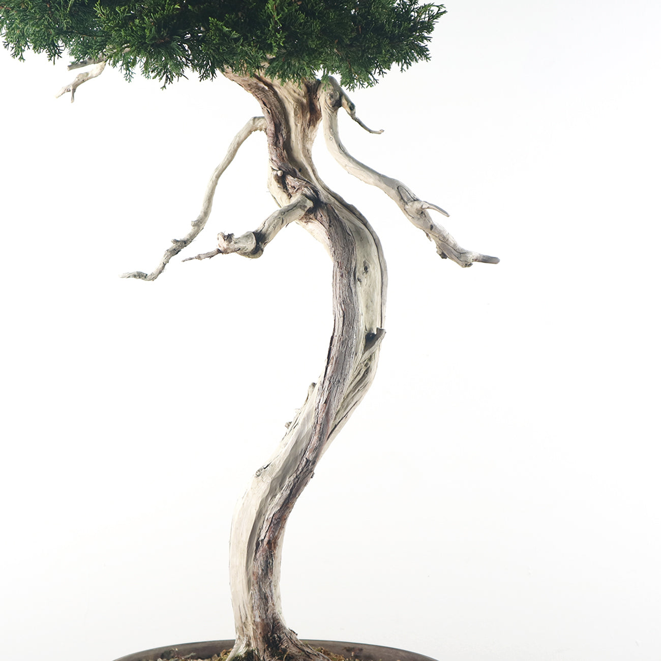 Japanese Juniper Shimpaku Bonsai 日本真柏