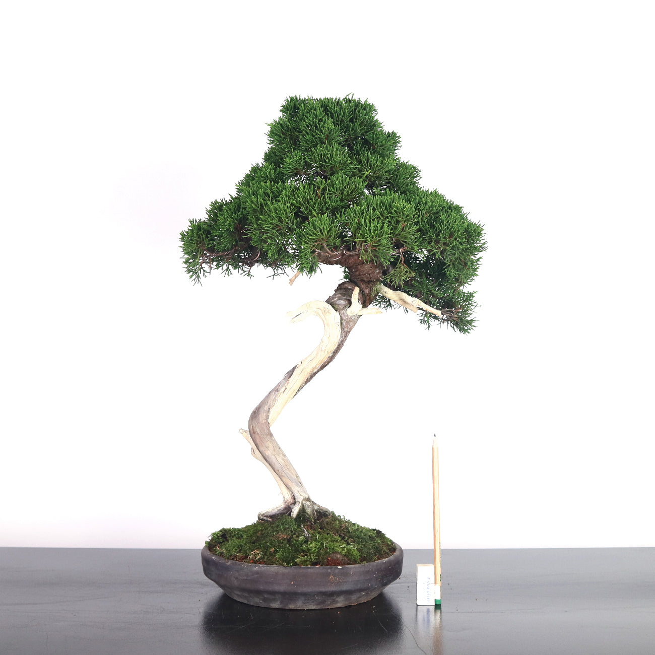 Japanese Juniper Shimpaku Bonsai 日本真柏