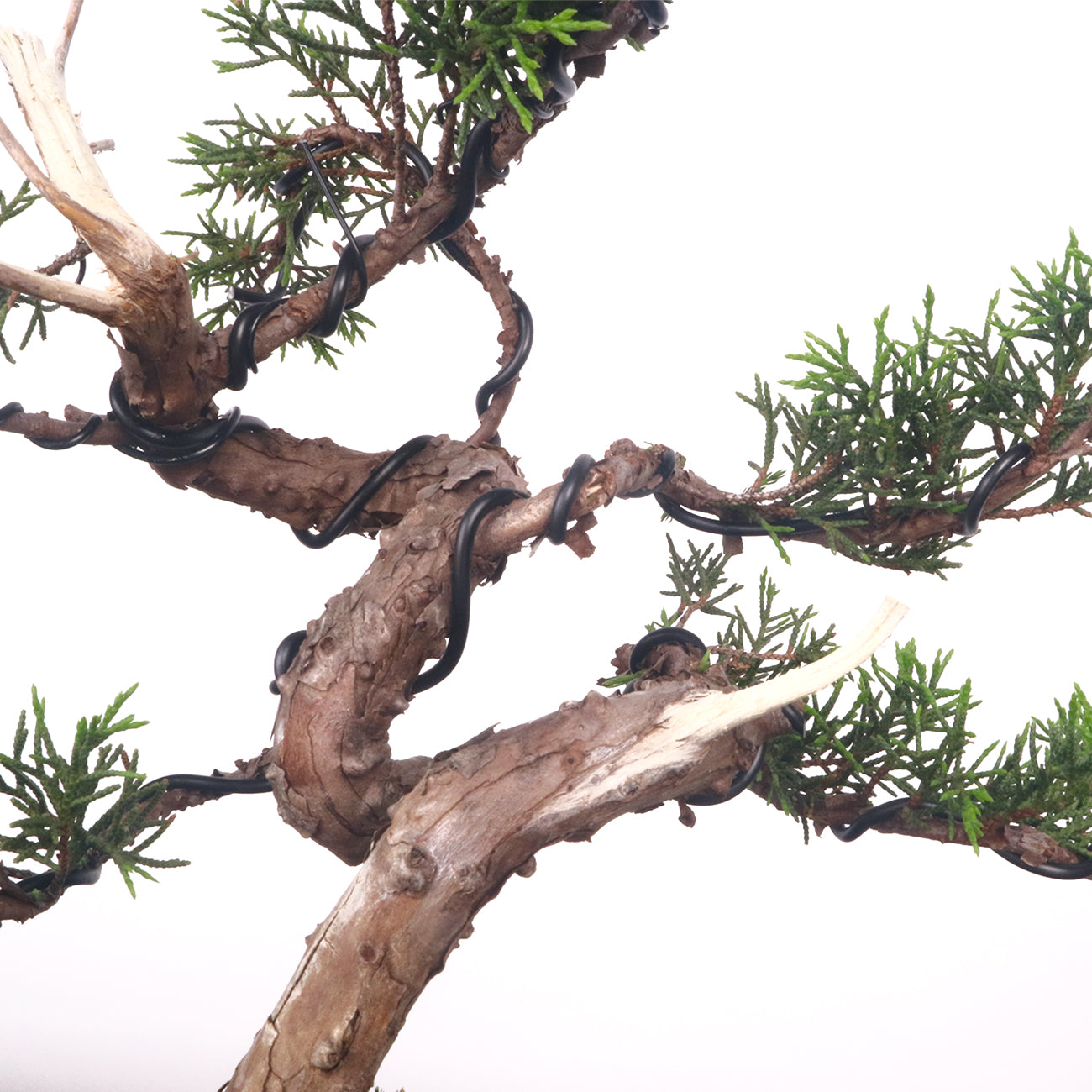 Japanese Juniper Shimpaku Bonsai with Jin