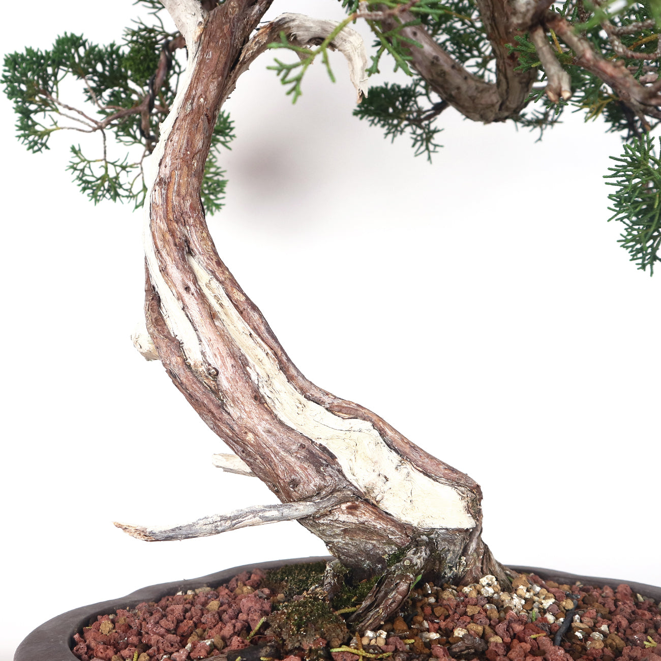 Japanese Juniper Shimpaku Bonsai with Jin 日本真柏