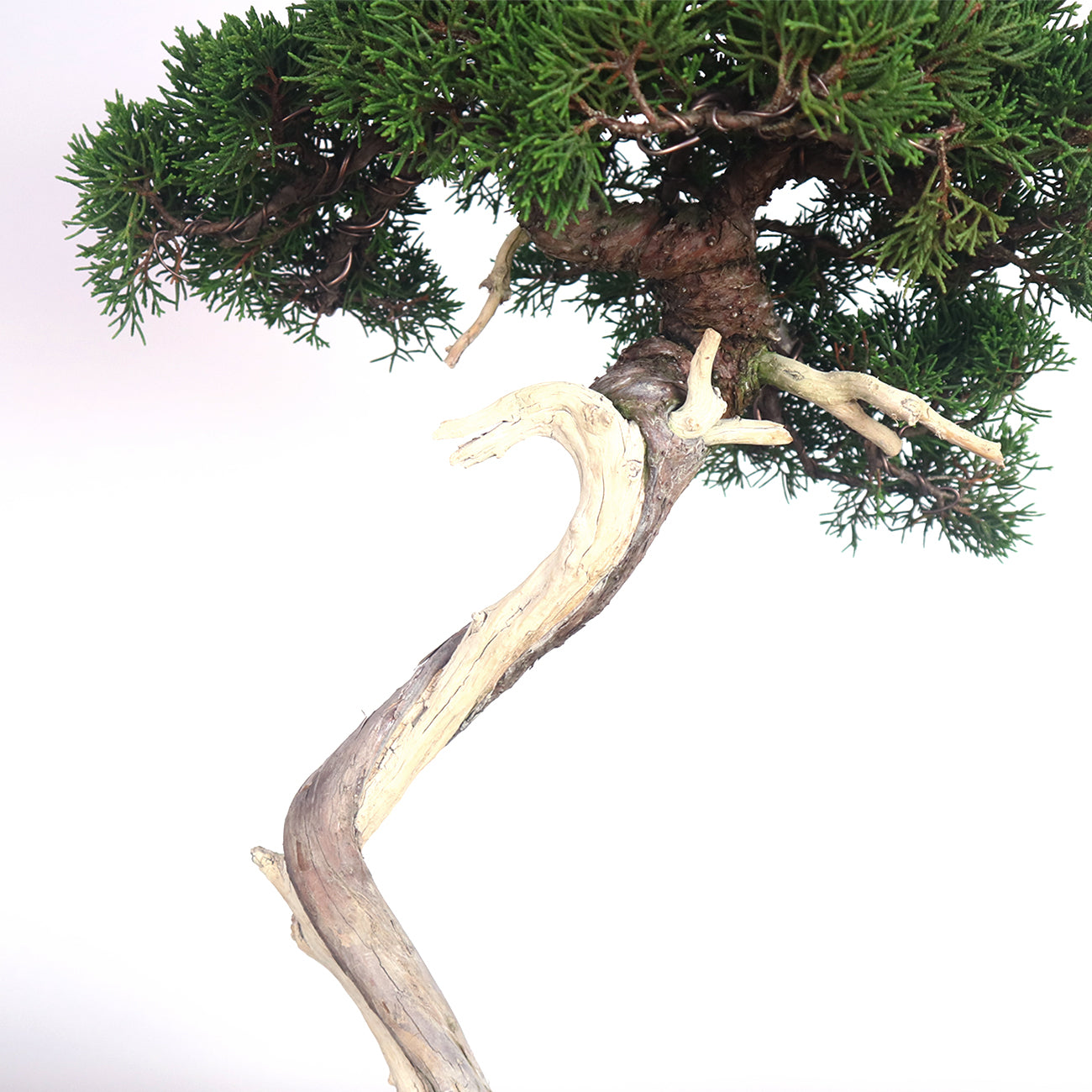 Japanese Juniper Shimpaku Bonsai 日本真柏