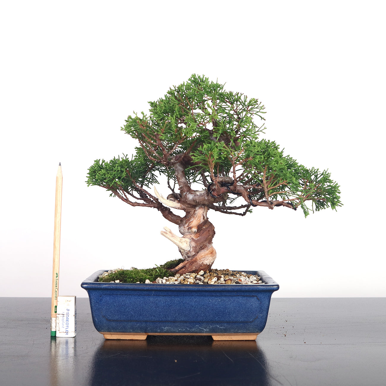 Japanese Juniper Shimpaku Bonsai 日本真柏