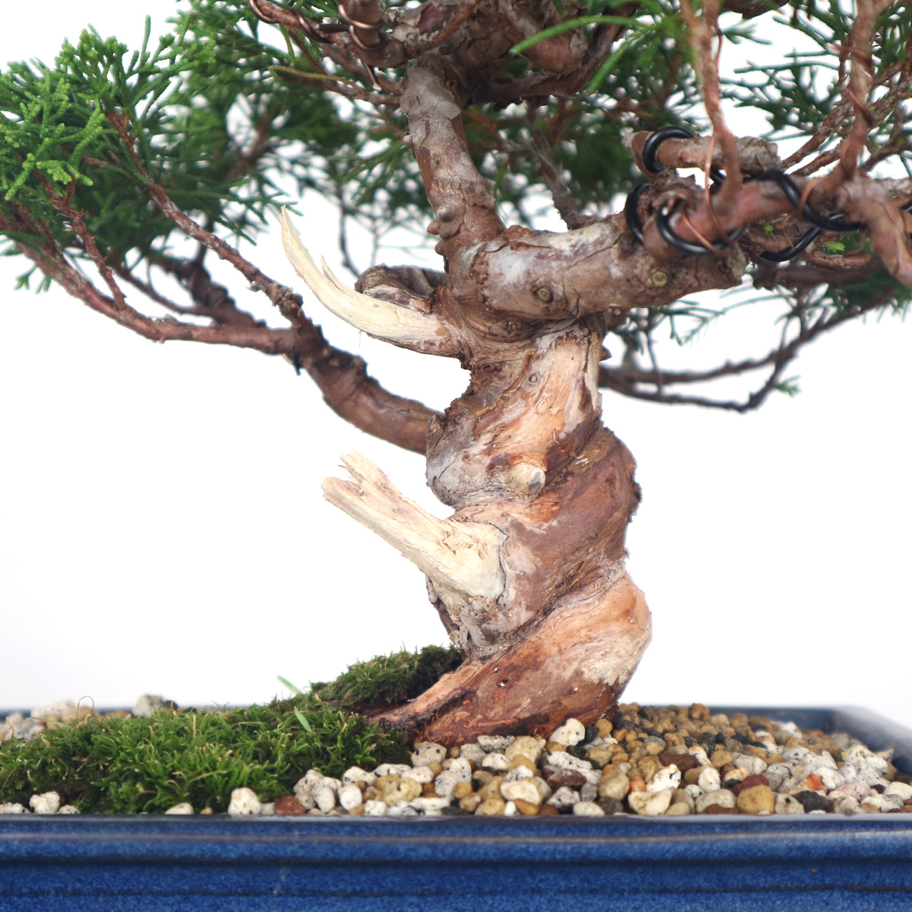 Japanese Juniper Shimpaku Bonsai 日本真柏