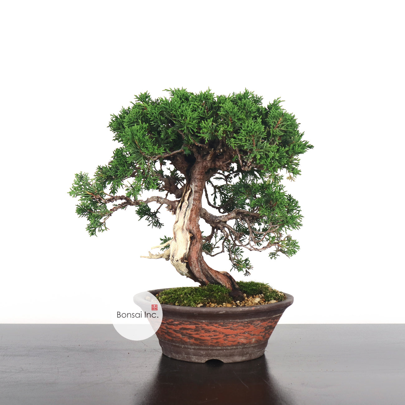 Japanese Juniper Shimpaku Bonsai 日本真柏