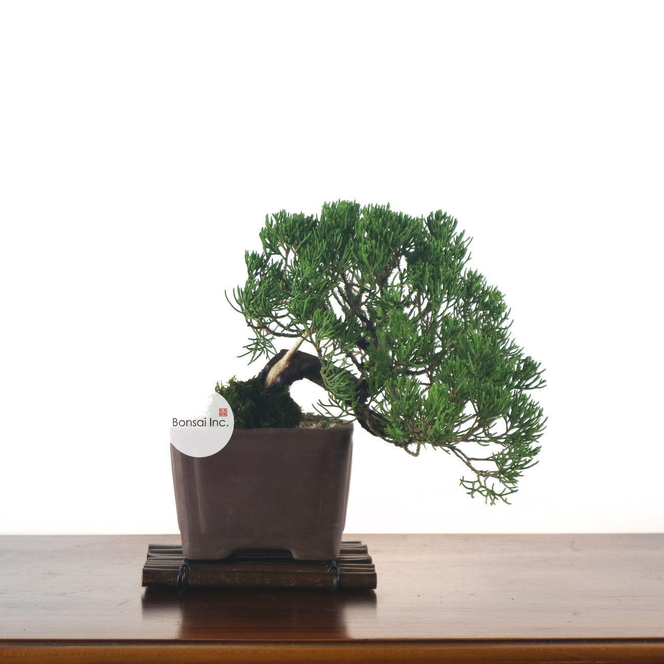 Japanese Juniper Shimpaku Bonsai 日本真柏