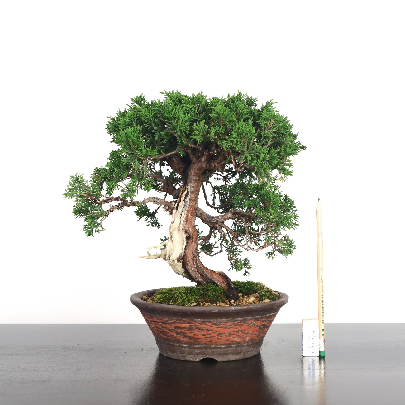 Japanese Juniper Shimpaku Bonsai 日本真柏