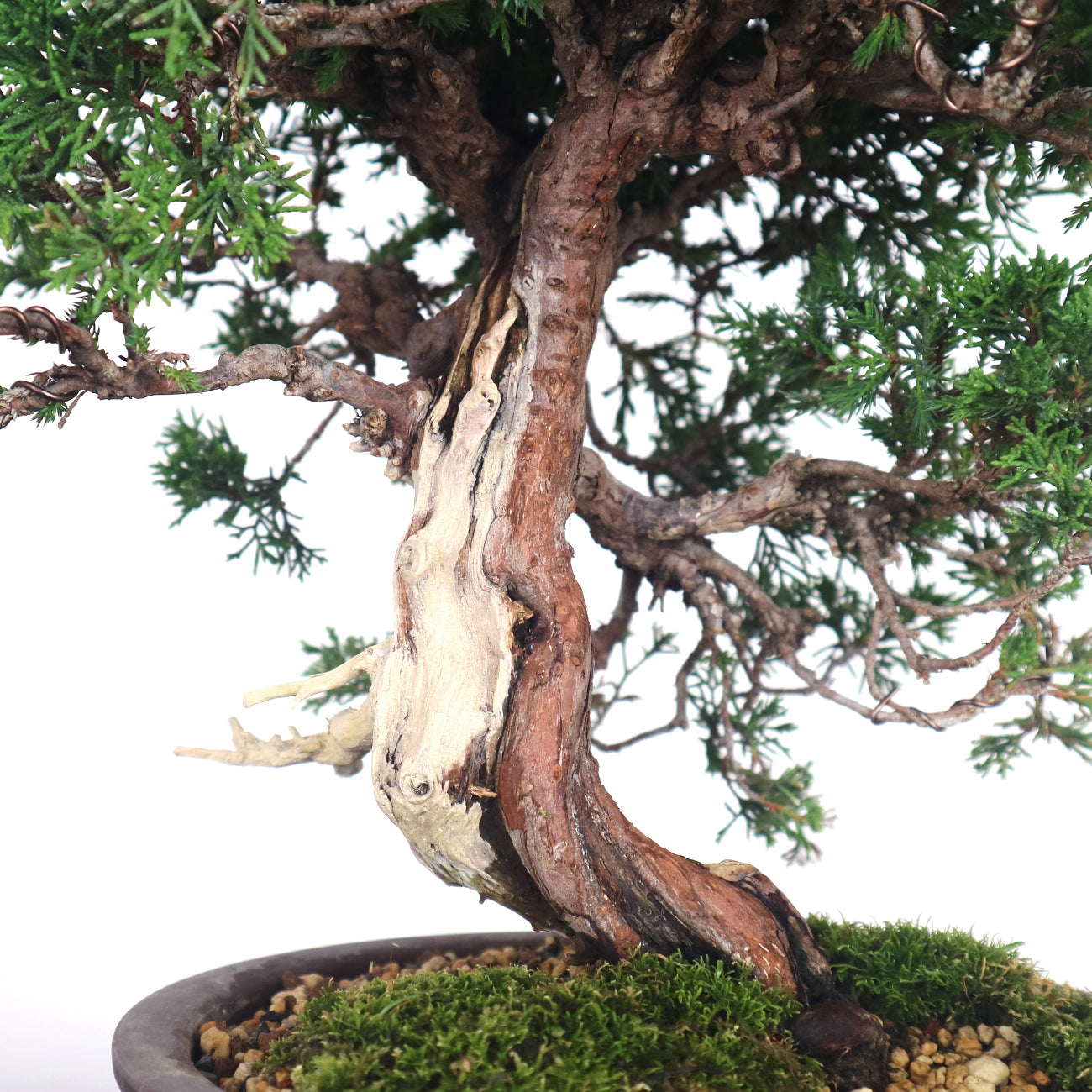 Japanese Juniper Shimpaku Bonsai 日本真柏