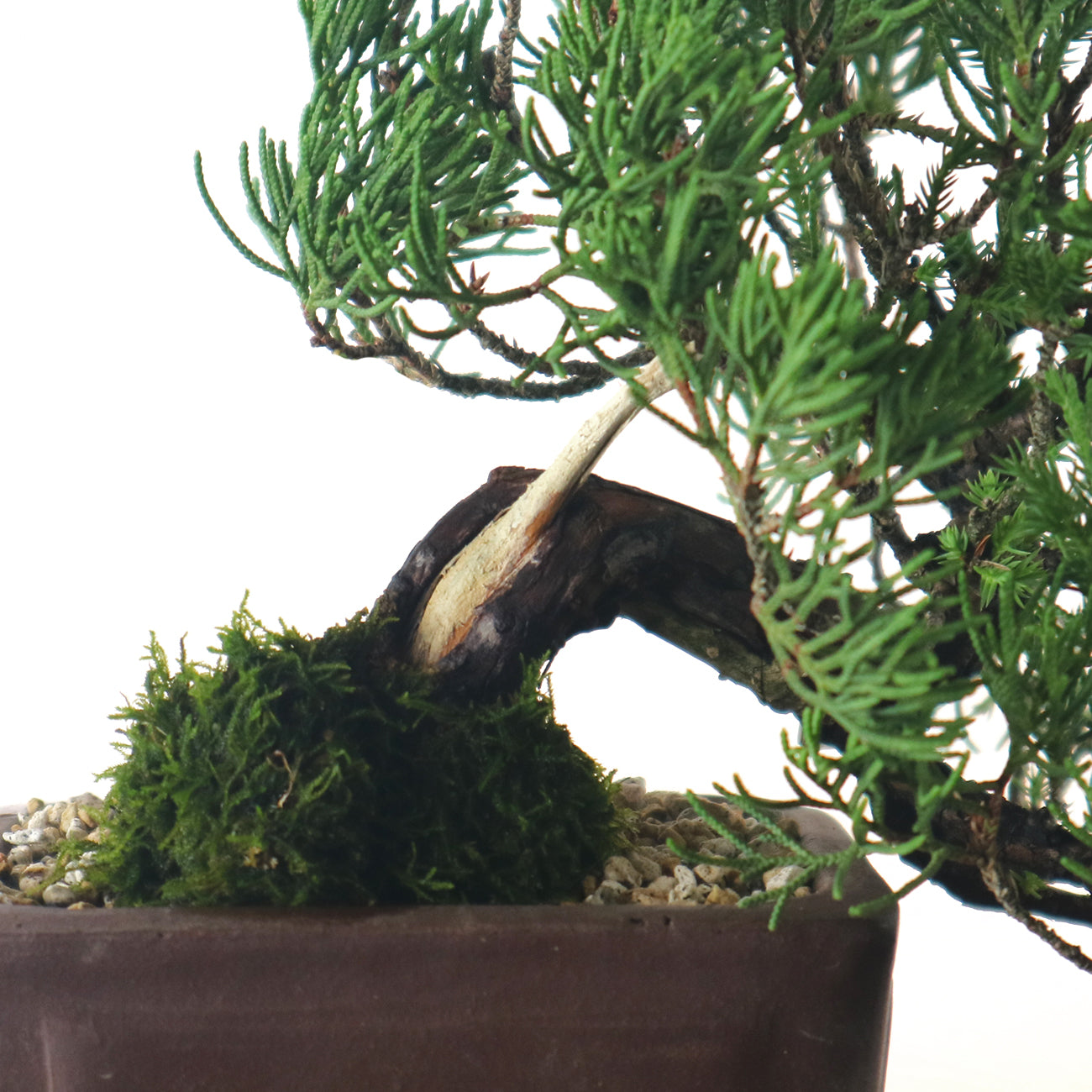 Japanese Juniper Shimpaku Bonsai 日本真柏