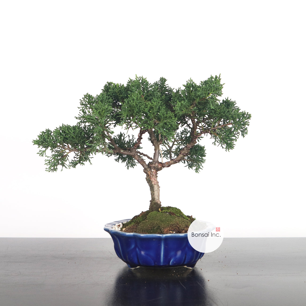 Japanese Juniper Shimpaku Bonsai 日本真柏