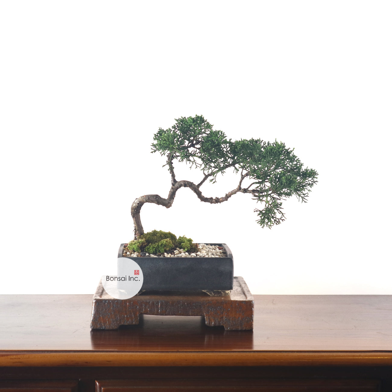 Japanese Juniper Shimpaku Bonsai 日本真柏