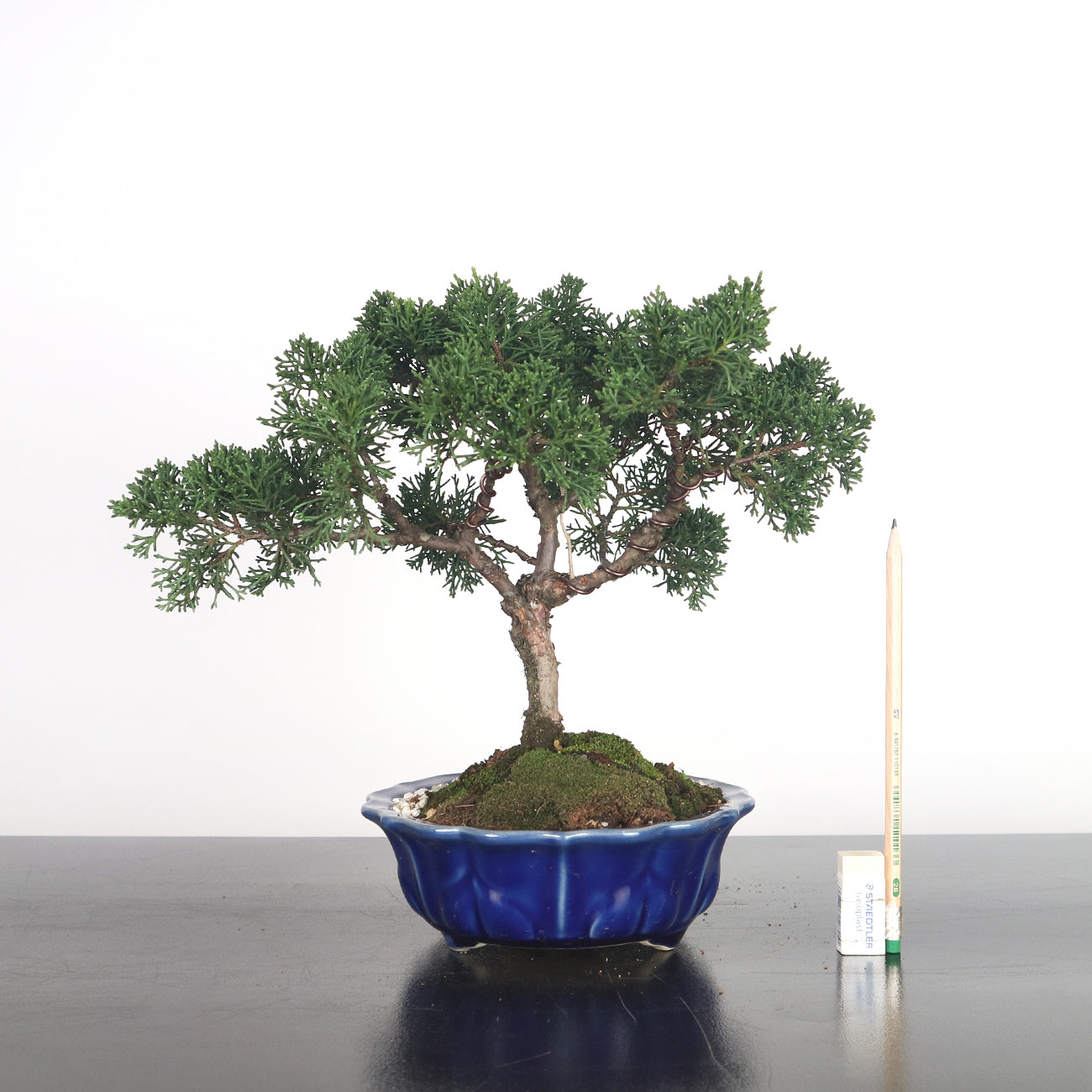 Japanese Juniper Shimpaku Bonsai 日本真柏