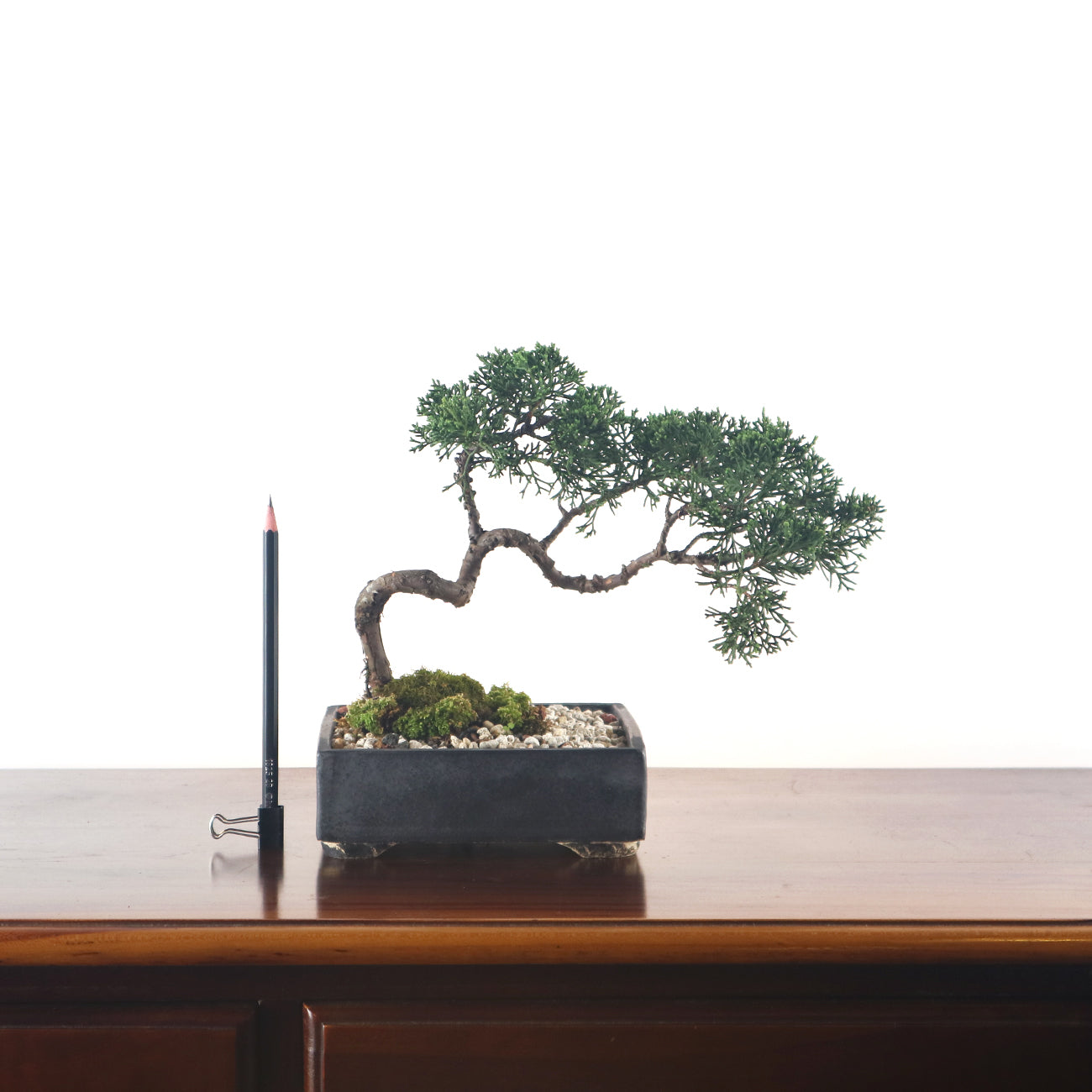 Japanese Juniper Shimpaku Bonsai 日本真柏