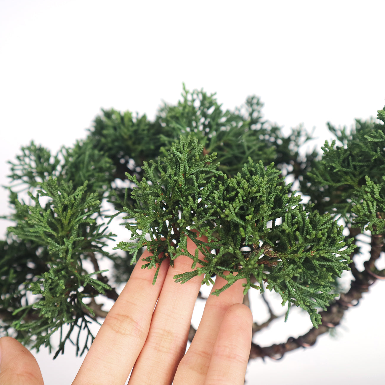 Japanese Juniper Shimpaku Bonsai 日本真柏